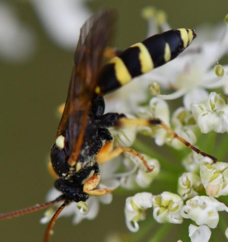 Réf. 265 343 : Ichneumon sarcitorius